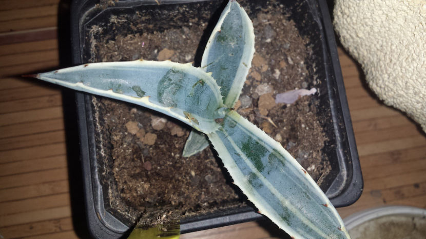 Agave cordillerensis marginata - Agave Cordillerensis