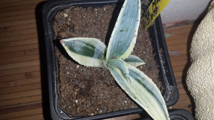 Agave Ingens Marginata Striata - Agave Ingens