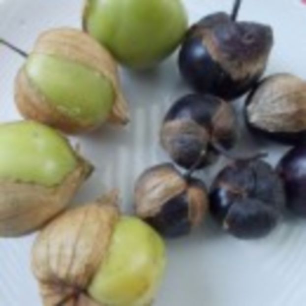  - SEMINTE TOMATILLO VIOLET - PERPLE DE MILPA