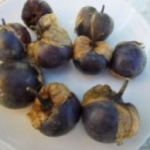  - SEMINTE TOMATILLO VIOLET - PERPLE DE MILPA