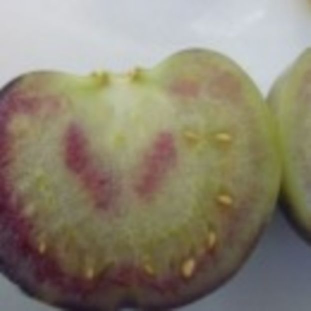  - SEMINTE TOMATILLO VIOLET - PERPLE DE MILPA