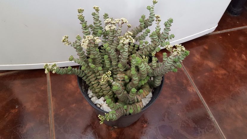  - Crassula rupestris subsp marnieriana hottentot N