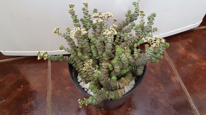  - Crassula rupestris subsp marnieriana hottentot N