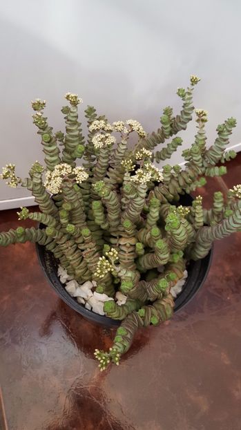  - Crassula rupestris subsp marnieriana hottentot N