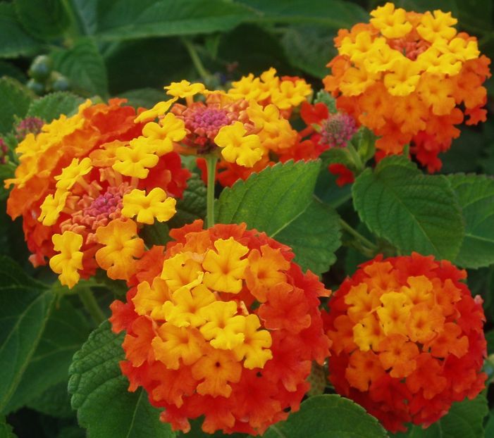 Lantana_camara_4 - Vand lantana