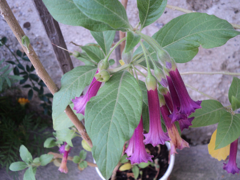 Acnistus 13 oct - Toamna