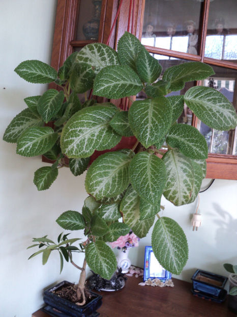13 oct 2017 , Episcia - GESNERIACEE