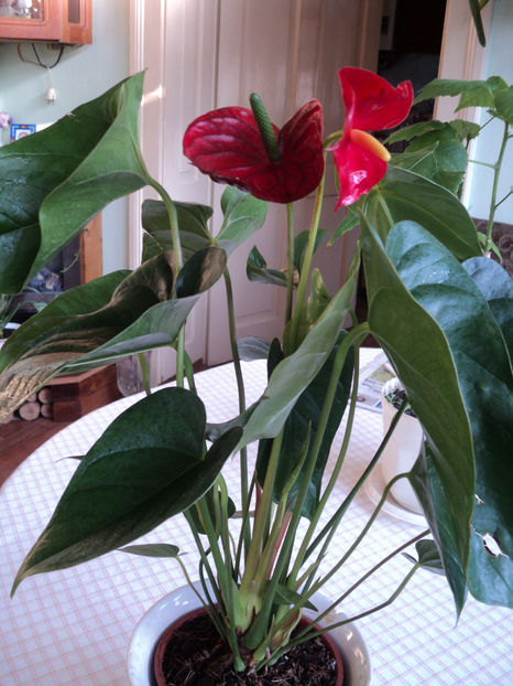 Anthuryum - FLORI DE CAMERĂ