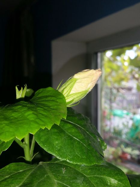  - Tahitian Pretty Boy