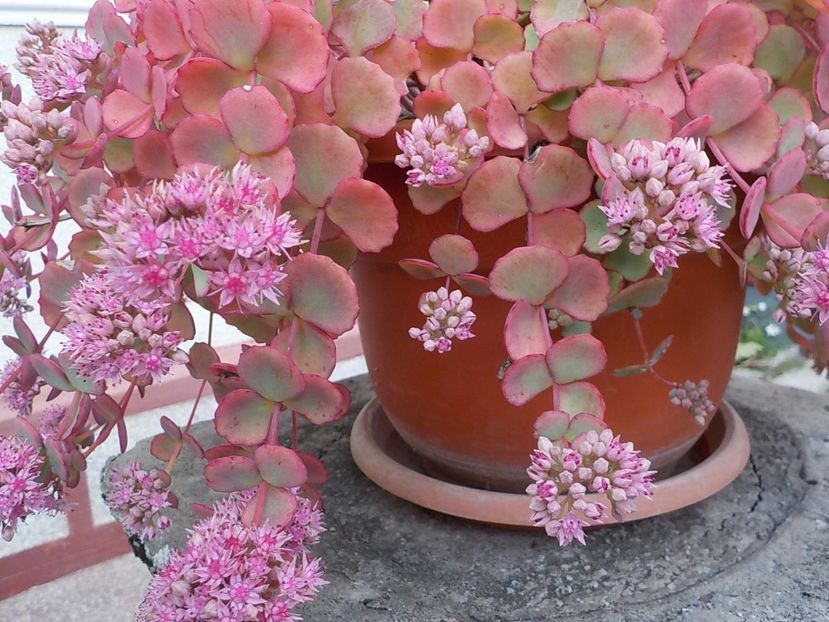  - sedum sieboldii