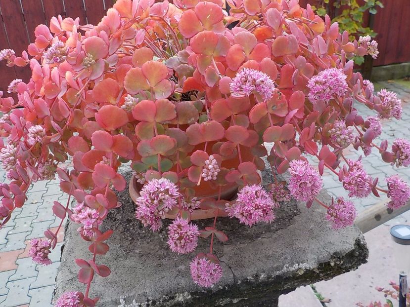  - sedum sieboldii