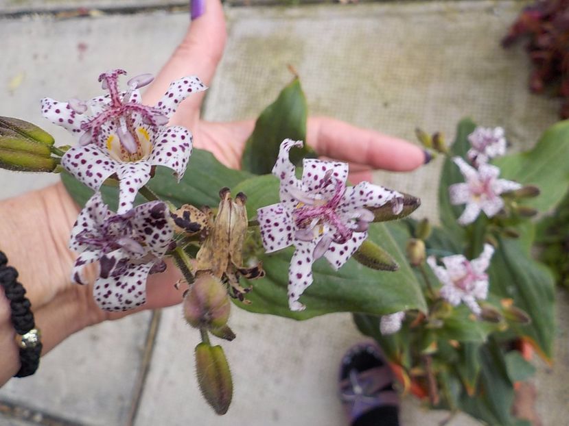  - tricyrtis hirta