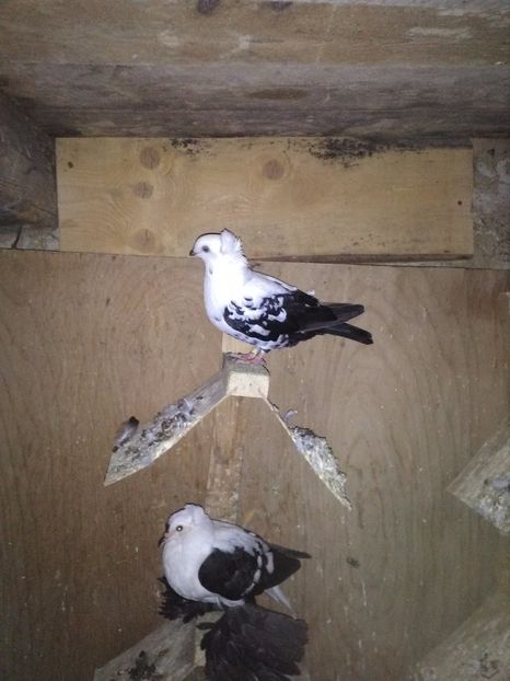  - jucator pestrit de timisoara