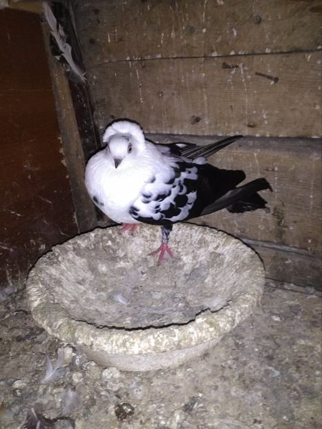  - jucator pestrit de timisoara