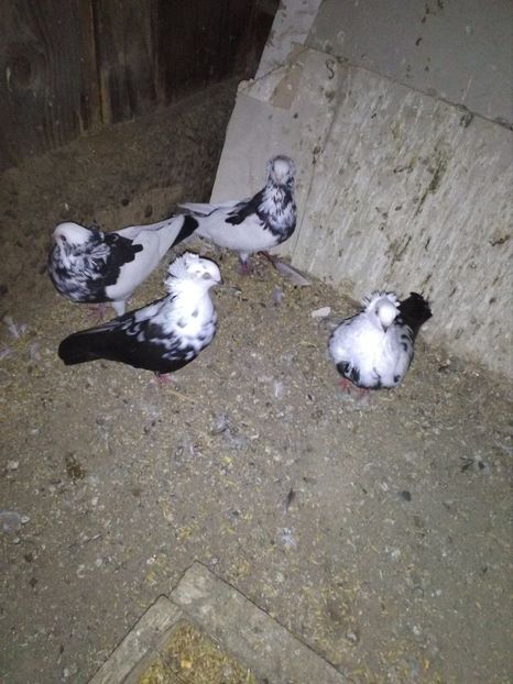  - jucator pestrit baltat de satu mare