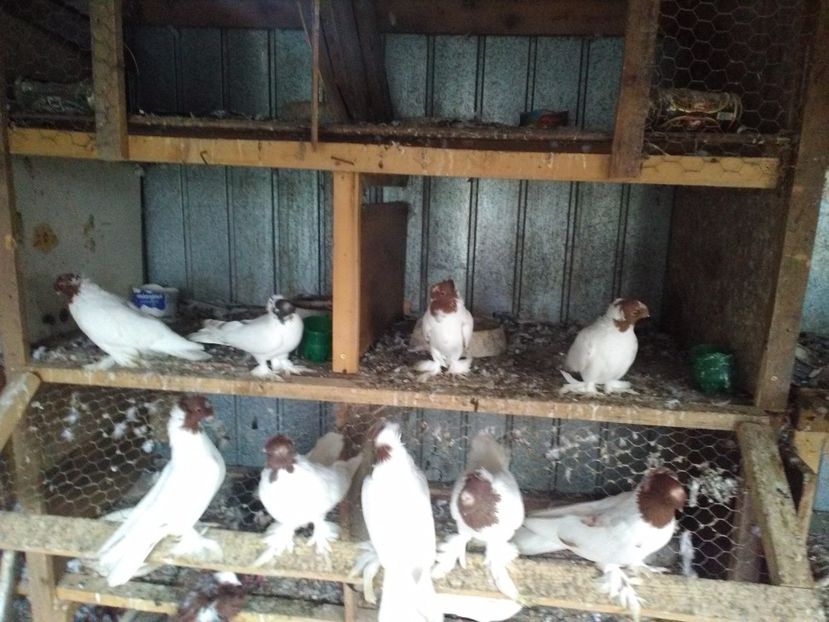  - jucator de botosani cap rosu