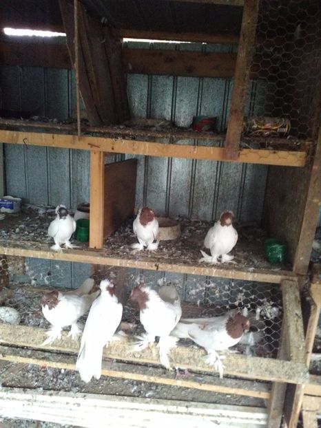  - jucator de botosani cap rosu