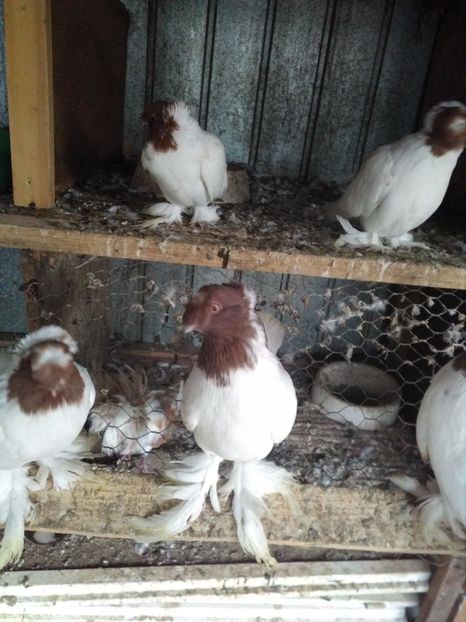  - jucator de botosani cap rosu