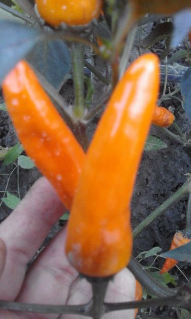 Blaulaubiger Langlich - SEMINTE ARDEI IUTE CHILI