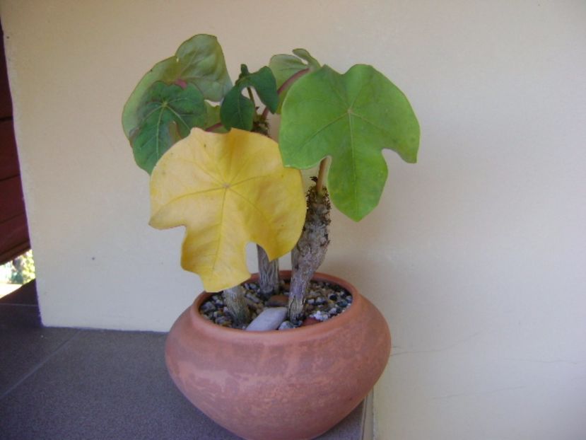 Jatropha podagrica, culori de toamna - Caudiciforme si bulbi 2017