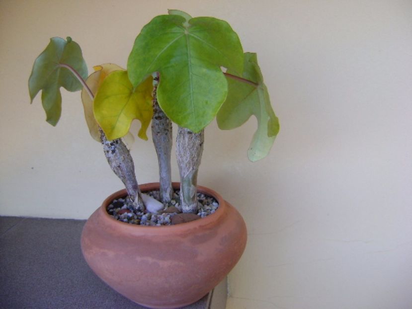 Jatropha podagrica, culori de toamna - Caudiciforme si bulbi 2017