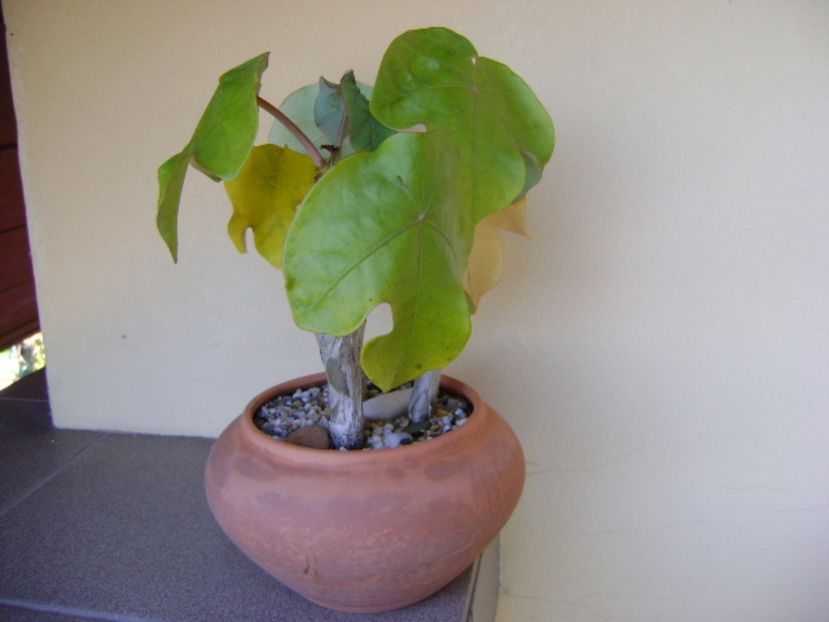 Jatropha podagrica, culori de toamna - Caudiciforme si bulbi 2017