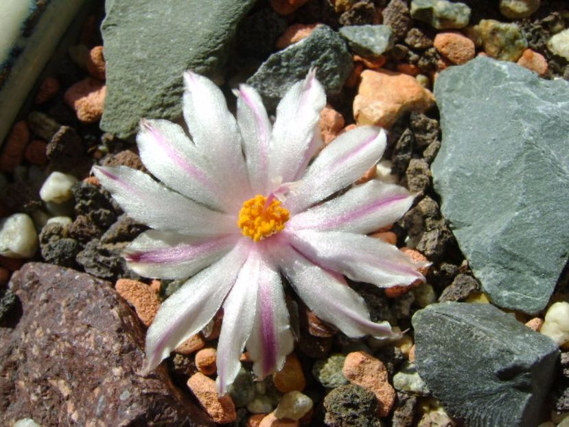 Ariocarpus kotschoubeyanus v. albiflorus - Cactusi 2017 final de an