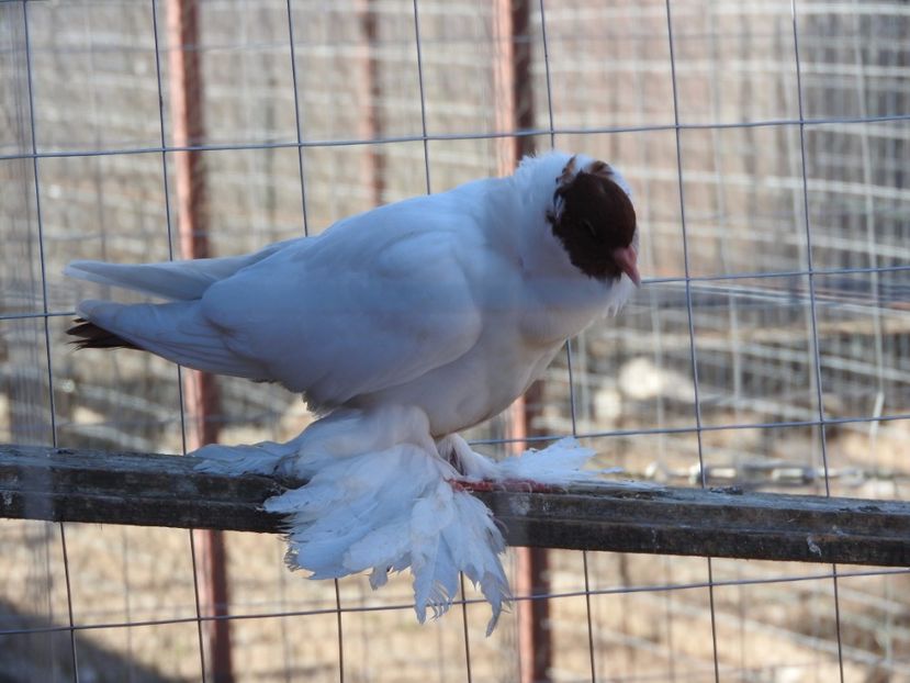  - 08 --- cap- de- maur