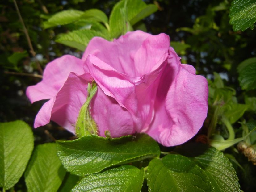 Rosa rugosa (2017, May 24) - ROSA Rugosa_Rugosa Rose