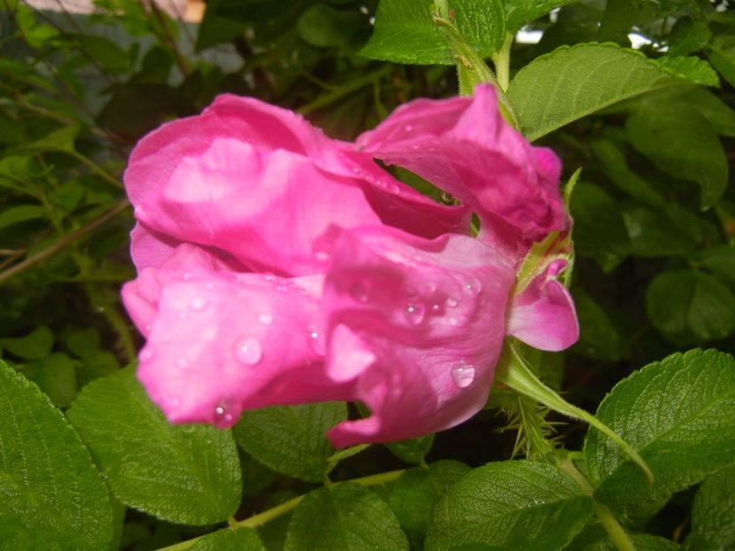 Rosa rugosa (2017, May 25) - ROSA Rugosa_Rugosa Rose