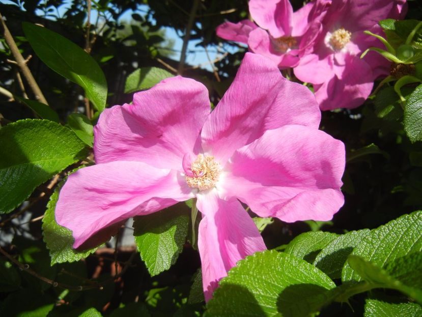 Rosa rugosa (2017, May 29) - ROSA Rugosa_Rugosa Rose