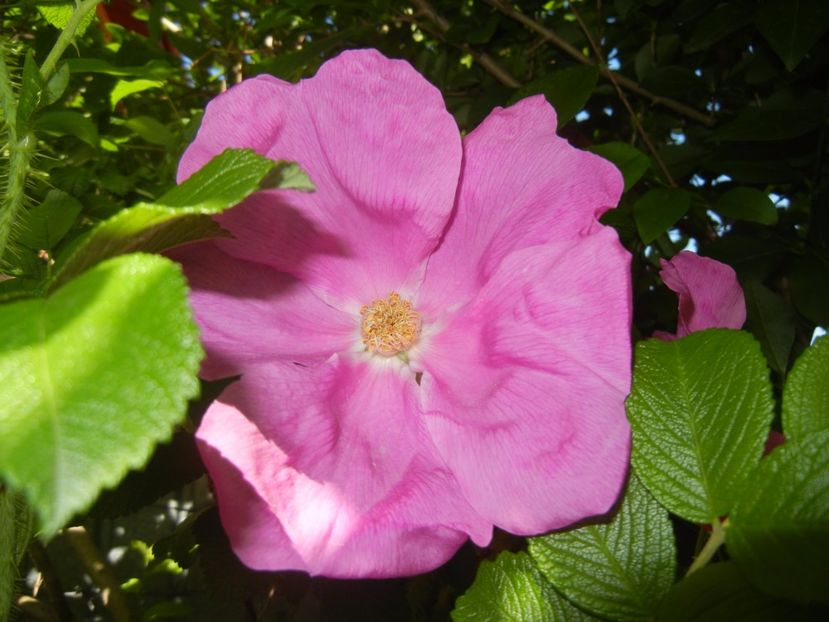 Rosa rugosa (2017, May 29) - ROSA Rugosa_Rugosa Rose