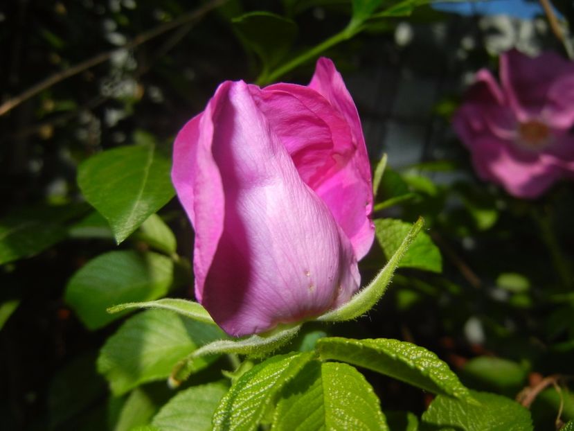 Rosa rugosa (2017, May 29) - ROSA Rugosa_Rugosa Rose