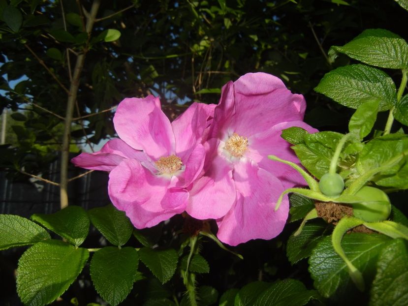 Rosa rugosa (2017, May 29) - ROSA Rugosa_Rugosa Rose