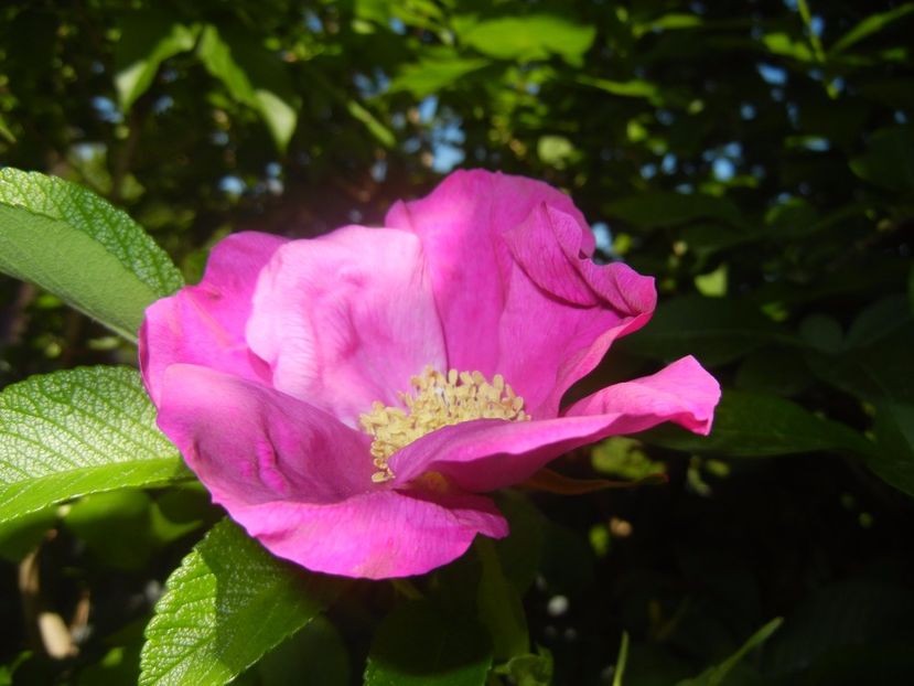 Rosa rugosa (2017, May 29) - ROSA Rugosa_Rugosa Rose