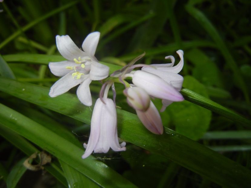 Hyacinthoides hispanica (2017, May 05) - HYACINTHOIDES Hispanica