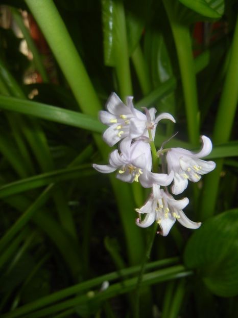 Hyacinthoides hispanica (2017, May 11) - HYACINTHOIDES Hispanica