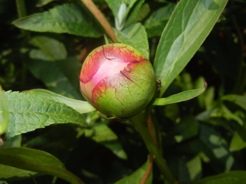 Peony. Bujor (2017, May 03) - BUJORI_Peony Paeonia