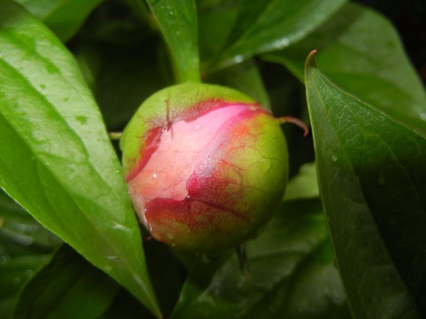 Peony. Bujor (2017, May 08) - BUJORI_Peony Paeonia