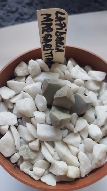  - Lapidaria margarethae