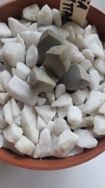  - Lapidaria margarethae