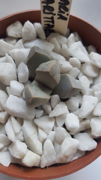  - Lapidaria margarethae