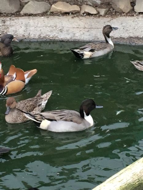 7CA60E0F-6B89-48A0-B5D3-CF0AD0CD857F - Rata Sulitar