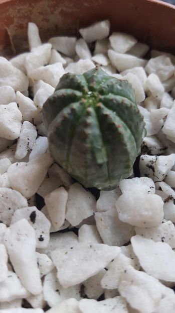  - Euphorbia obesa