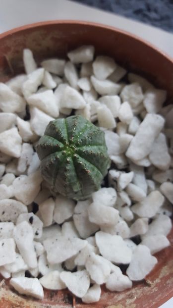  - Euphorbia obesa