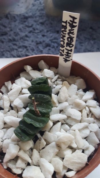  - Haworthia truncata N