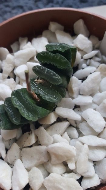  - Haworthia truncata N