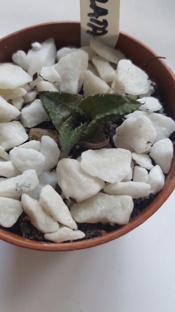  - Haworthia tessellata N