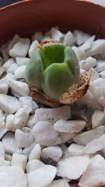  - Conophytum taylorianum N