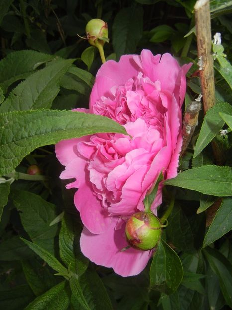 Peony. Bujor (2017, May 13) - BUJORI_Peony Paeonia